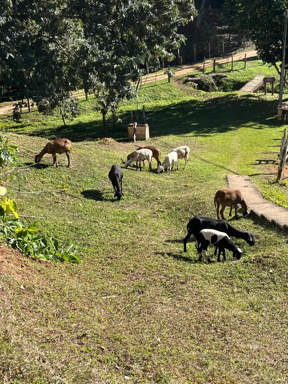 Animais pastando em uma encosta da fazenda