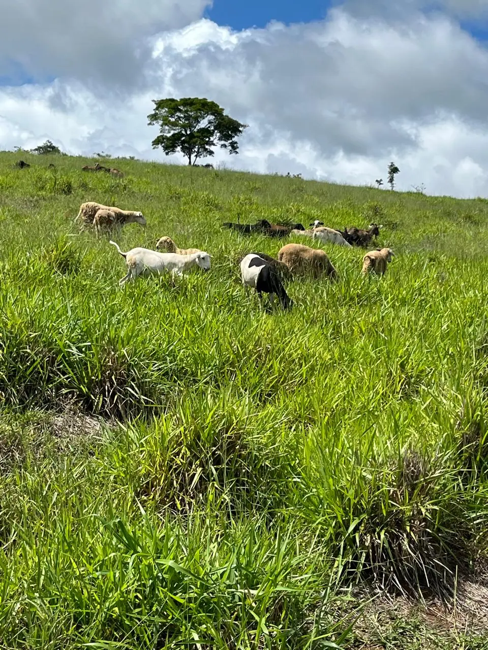 Animais pastando em um morro verde sob nuvens e céu azul