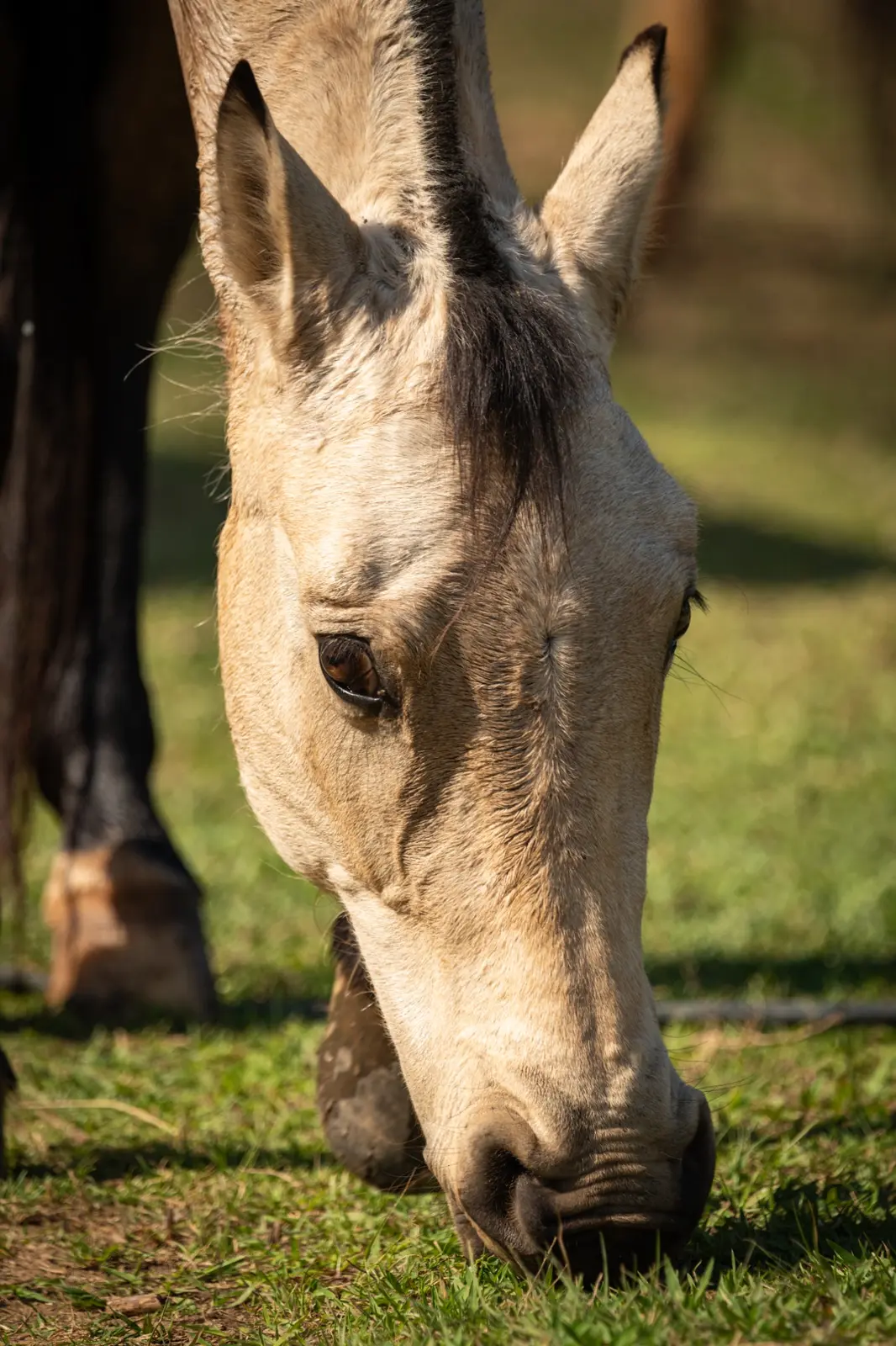Cavalo pastando na fazenda