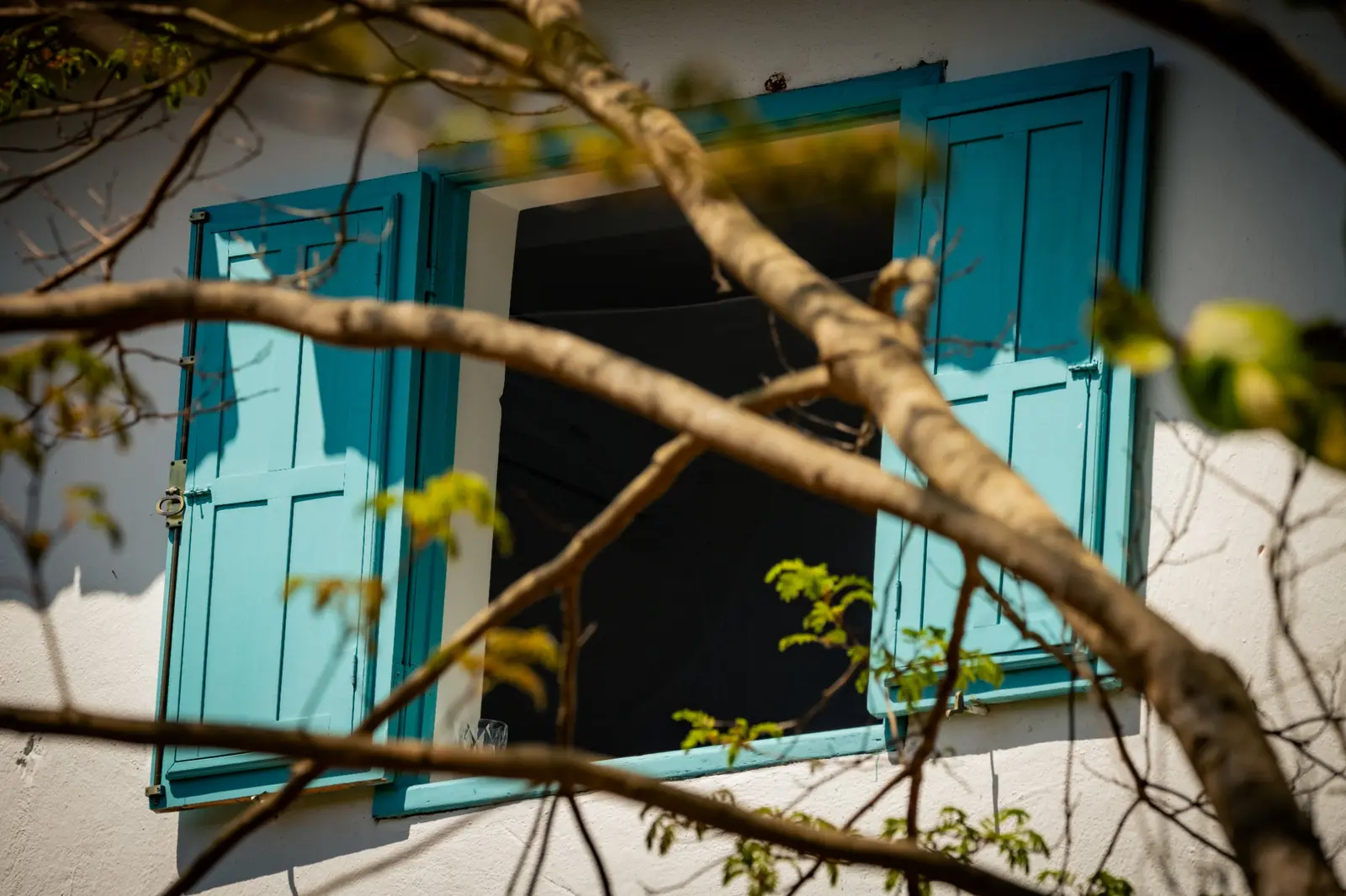 Pequeno animal silvestre em um galho diante de janela azul