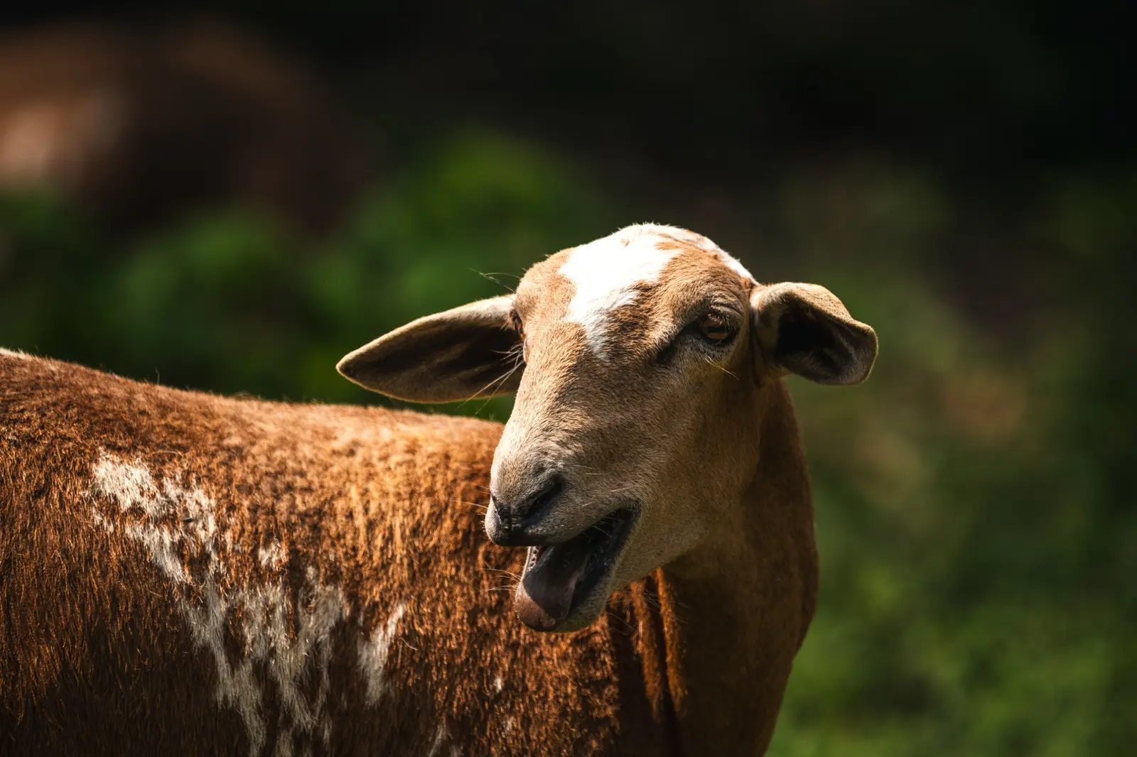 Ovelha em meio à vegetação da fazenda