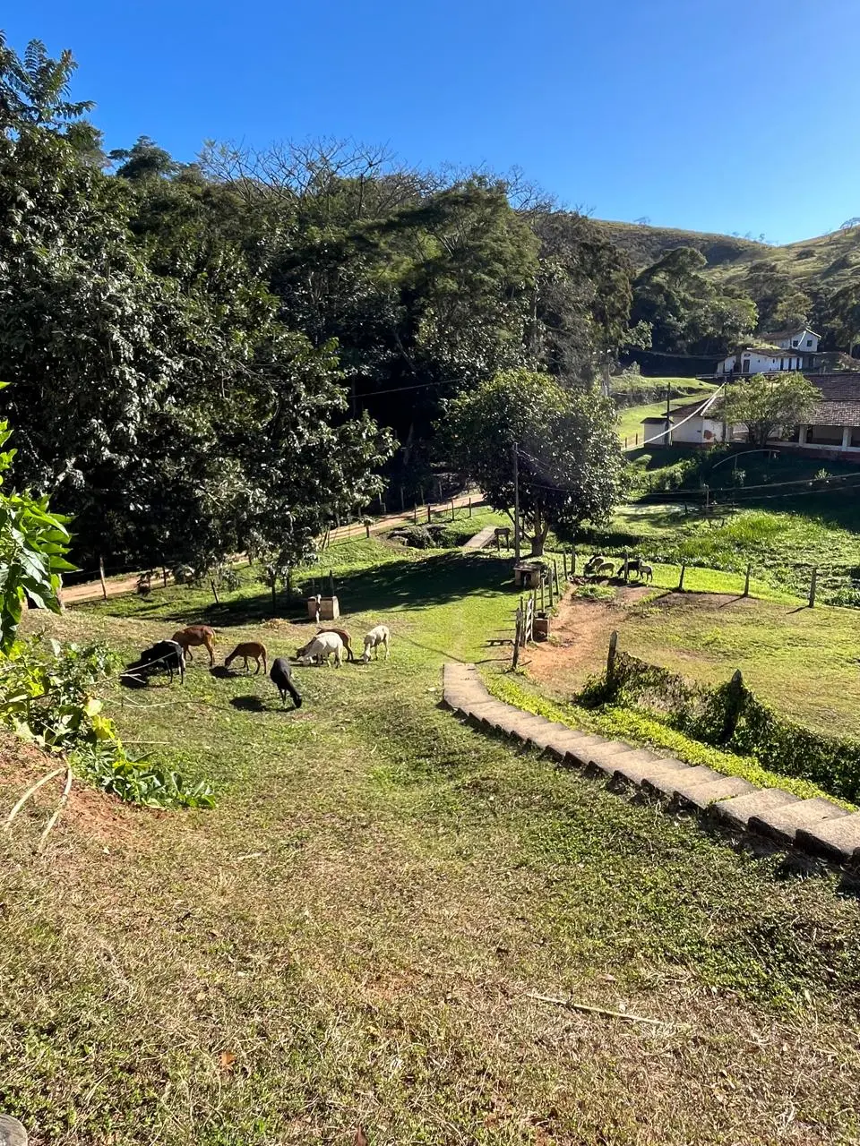 Animais pastando perto de um caminho e das construções da fazenda
